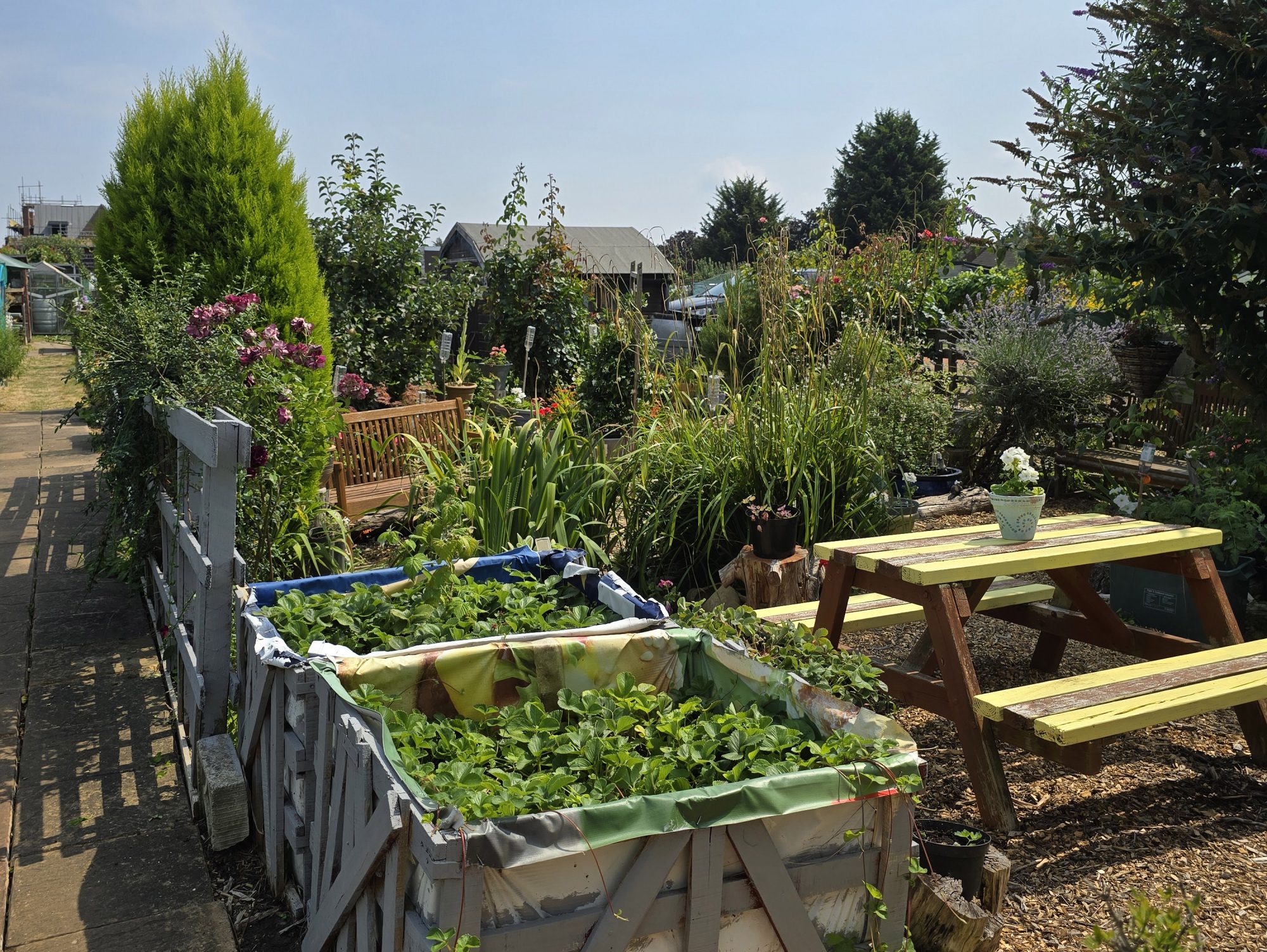 An image on a sunny day of the Open Spaces allotments at Alers Rd in Bexleyheath. It features raised planting beds, flowering plants, shrubs and a yellow picnic bench, with paths and sheds in the background.